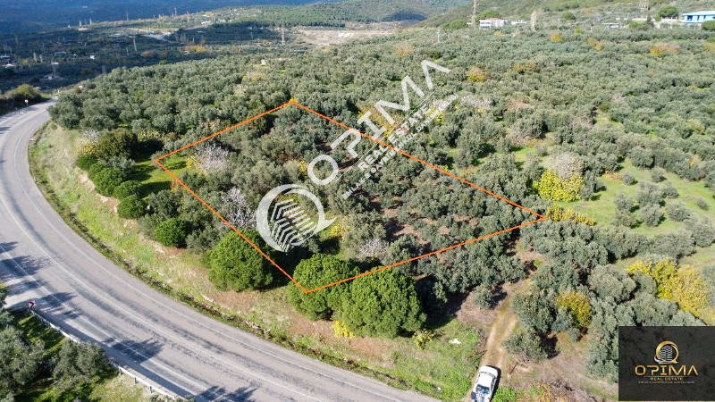 OPİMA EMLAKTAN &Ccedil;ELTİK&Ccedil;İ MAHALLESİNDE 1.400M&sup2; TİCARİ İMARLI SATILIK ZEYTİNLİK