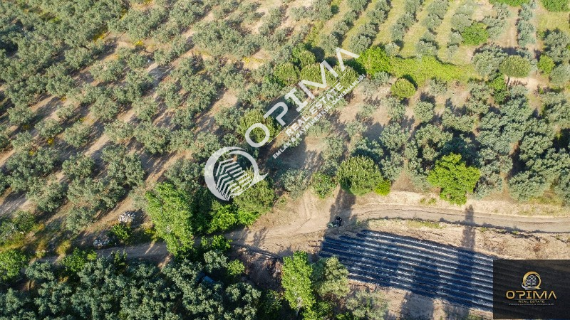 OPİMA EMLAKTAN &Ccedil;ELTİK&Ccedil;İ MAHALLESİNDE YOL VE SU SORUNU BULUNMAYAN 1.375M&sup2; SATILIK ZEYTİNLİK