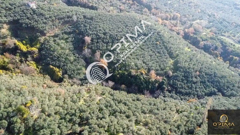 OPİMA EMLAKTAN OCAKLAR MAHALLESİNDE 3850M&sup2; YOL VE SU SORUNU BULUNMAYAN SATILIIK ZEYTİNLİK 