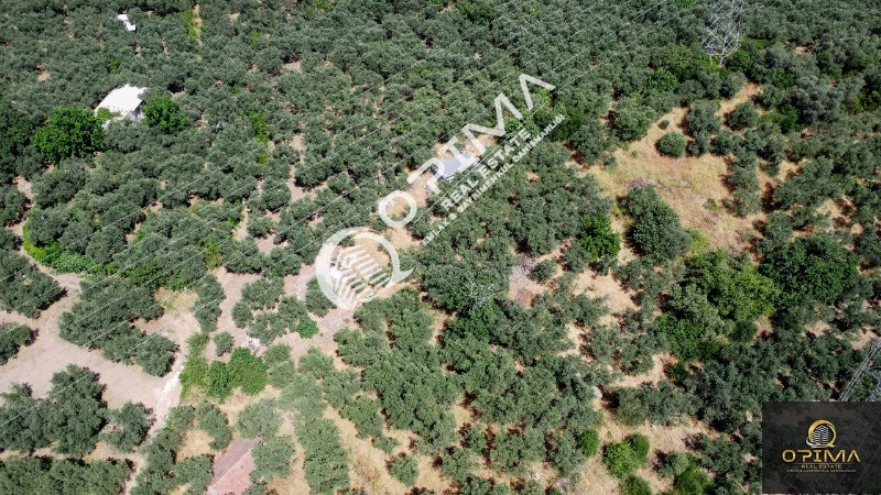 OPİMA EMLAKTAN OCAKLAR MAHALLESİNDE YOLU A&Ccedil;ILMIŞ DENİZ MANZARALI ZEYTİNLİK