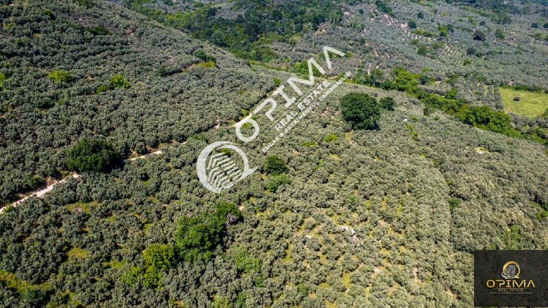 OPİMA EMLAK'TAN OCAKLAR'DA YOLU A&Ccedil;ILMIŞ SATILIK 1260 m&sup2; ZEYTİNLİK